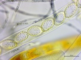 Neottiella vivida image