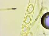 Neottiella vivida image