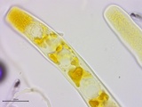 Neottiella vivida image