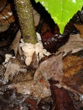 Helvellosebacina concrescens image