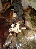 Helvellosebacina concrescens image