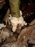 Helvellosebacina concrescens image