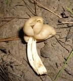 Helvella elastica image