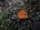 Neottiella vivida image