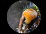 Neottiella vivida image