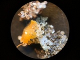 Neottiella vivida image