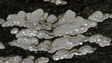 Cerrena unicolor image