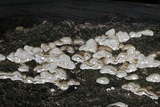 Cerrena unicolor image