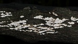 Cerrena unicolor image