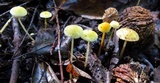 Mycena crocea image