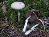 Psathyrella longistriata image
