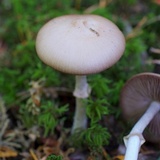 Psathyrella longistriata image