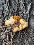 Ganoderma sessile image