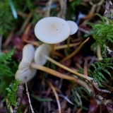 Strobilurus trullisatus image