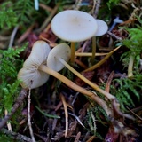 Strobilurus trullisatus image
