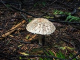 Chlorophyllum olivieri image