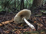Chlorophyllum olivieri image