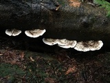 Trametes gibbosa image