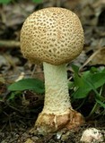 Amanita daucipes image