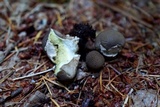 Lycoperdon umbrinum image