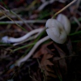 Clitocybe fragrans image