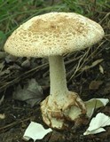 Amanita daucipes image