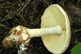 Amanita daucipes image
