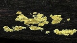 Hypocrea sulphurea image