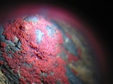 Nectria episphaeria image