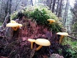 Tricholomopsis decora image
