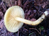 Tricholomopsis decora image