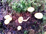 Tricholomopsis decora image