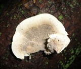 Cerrena unicolor image