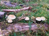 Hypholoma capnoides image