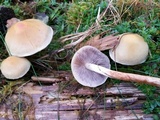 Hypholoma capnoides image