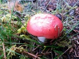 Russula emetica image