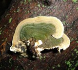 Cerrena unicolor image