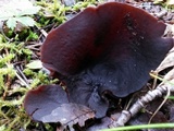 Peziza badia image