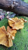 Tricholomopsis decora image
