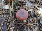 Lactarius mutabilis image