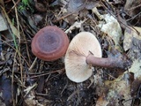 Lactarius mutabilis image