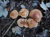 Cortinarius armeniacus image
