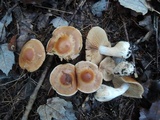 Cortinarius armeniacus image
