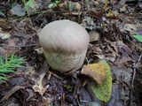 Calvatia bovista image