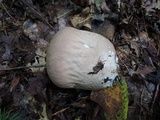 Calvatia bovista image