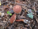 Austroboletus gracilis image