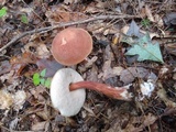 Austroboletus gracilis image