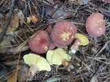 Tricholomopsis rutilans image