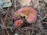 Tricholomopsis rutilans image