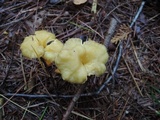 Craterellus lutescens image